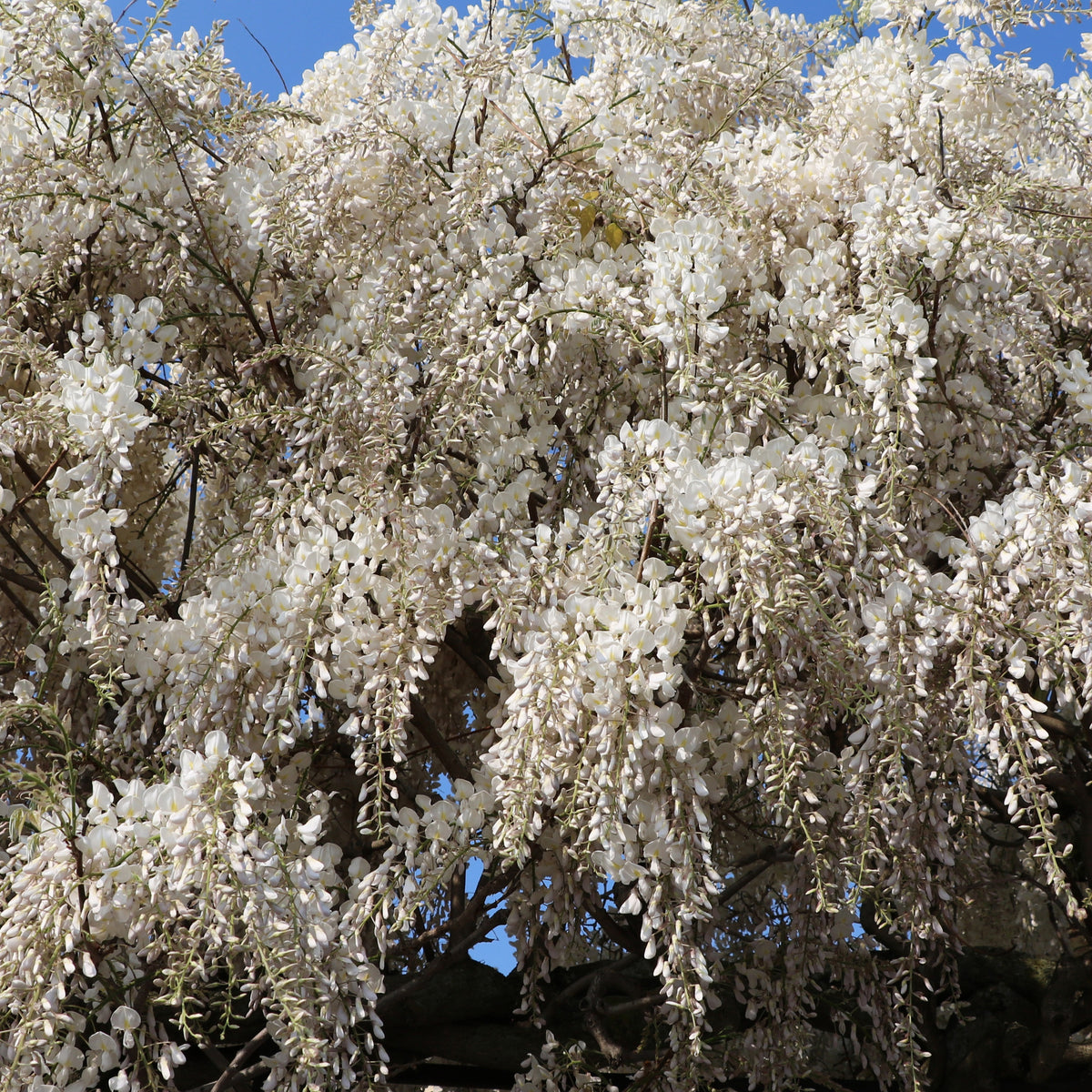 Wisteria sinensis alba - Glycine blanche - Glycine