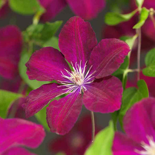 Clematite 'Rouge Cardinal' - Bakker
