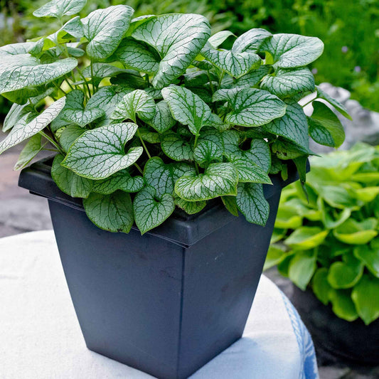 Myosotis du Caucase 'Jack Frost' - Bakker