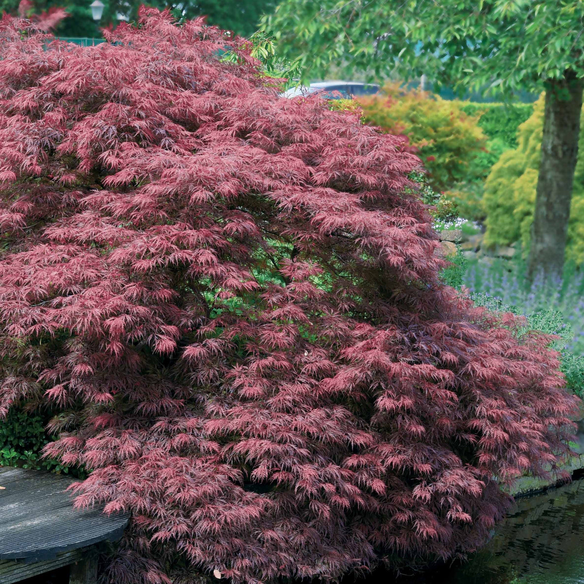 Vente Érable du Japon 'Dissectum Garnet'