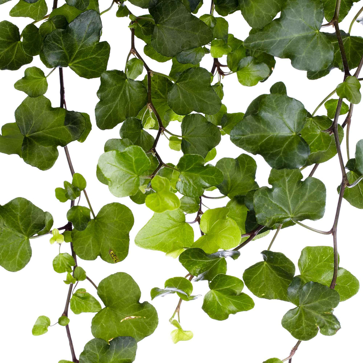 Lierre grimpant Hedera 'Wonder' - Plante suspendue - Hedera helix wonder - Bakker