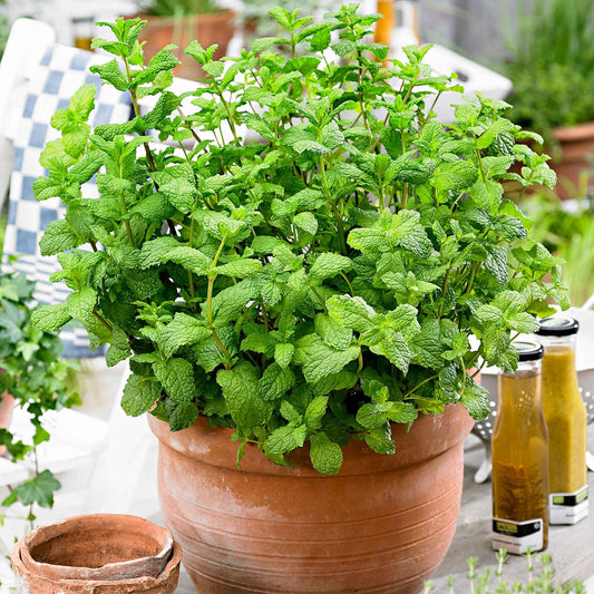 Menthe marocaine 'Maroccan' - Bakker