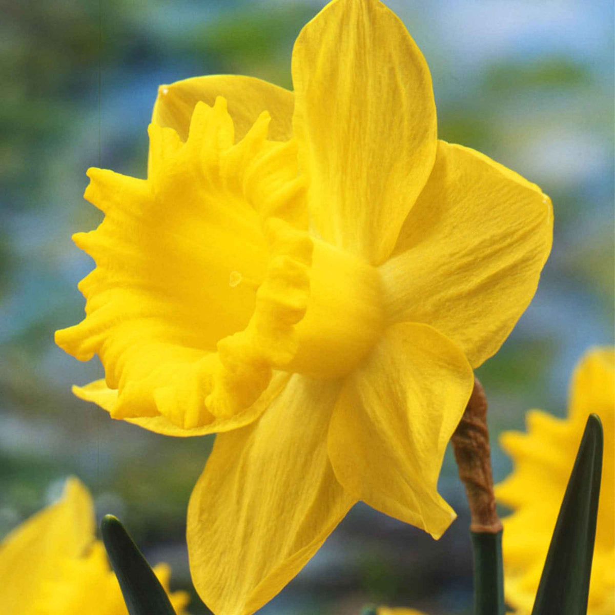 Bulbes de Narcisse - 5 Narcisses Dutch Master - Narcissus 'dutch master'