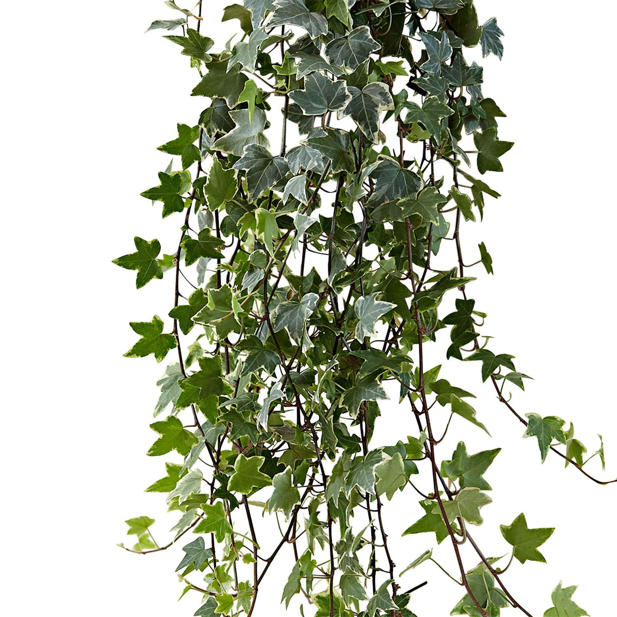 Lierre grimpant Hedera 'Eva' - Plante suspendue - Hedera helix eva - Bakker