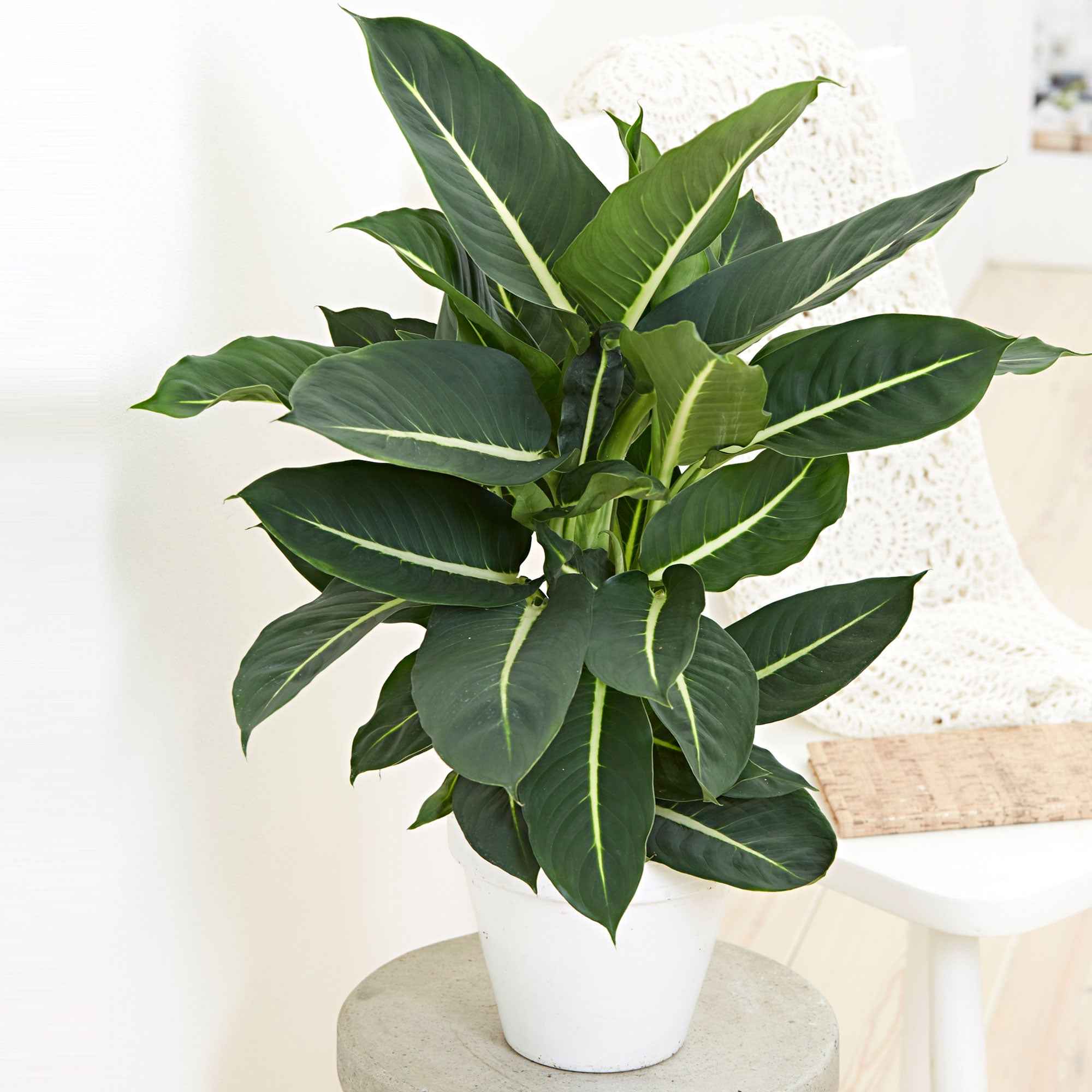 dieffenbachia mars entretien Dieffenbachia 'Green Magic'