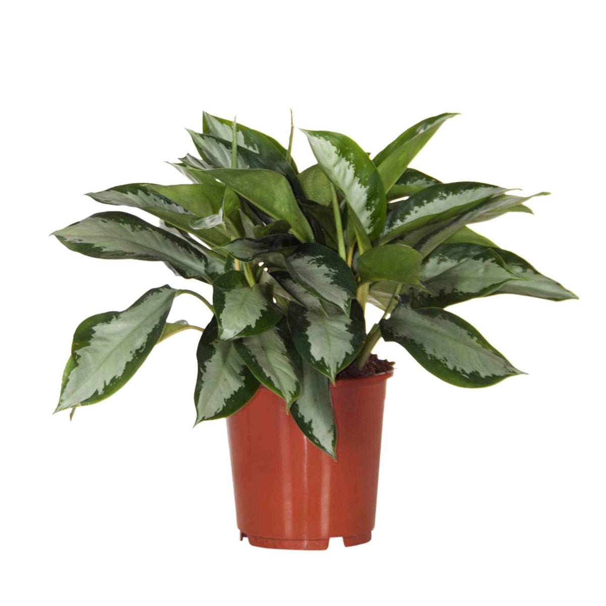 Aglaonema silver bay - Aglaonema 'Silver Bay' gris-vert - Plantes vertes d'intérieur