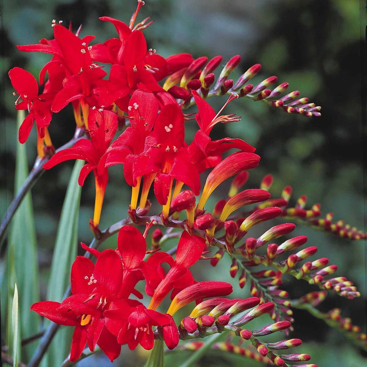 Vente 15 Crocosmias rouges - Crocosmia red