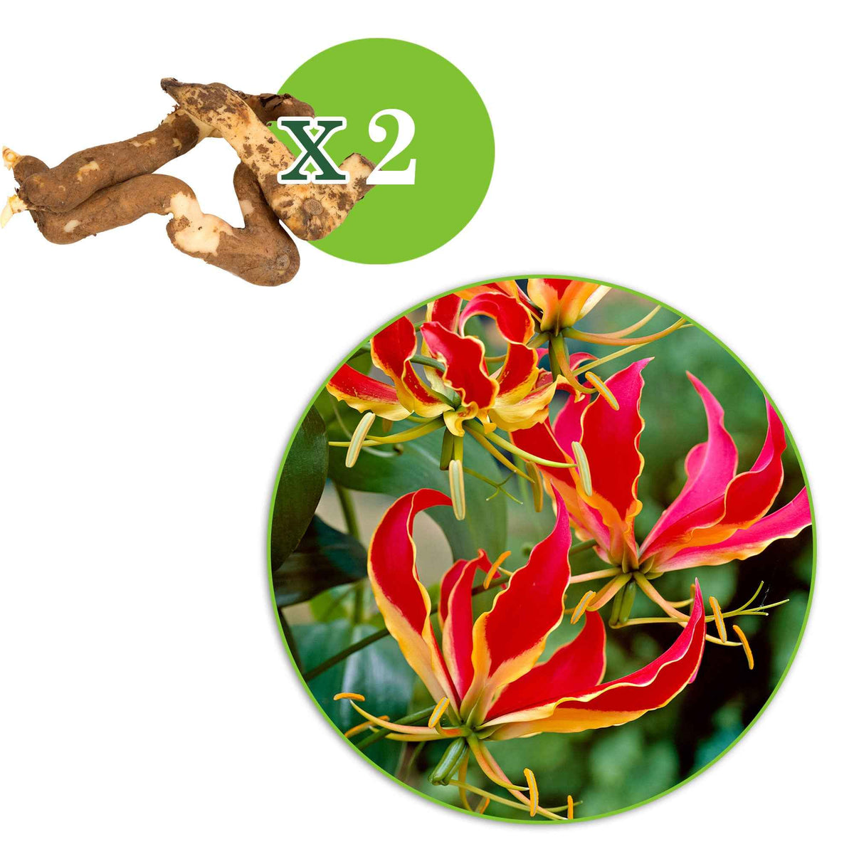 Bulbes d'été - 2 Gloriosas Rothschildiana - Gloriosa superba 'rothschildiana'