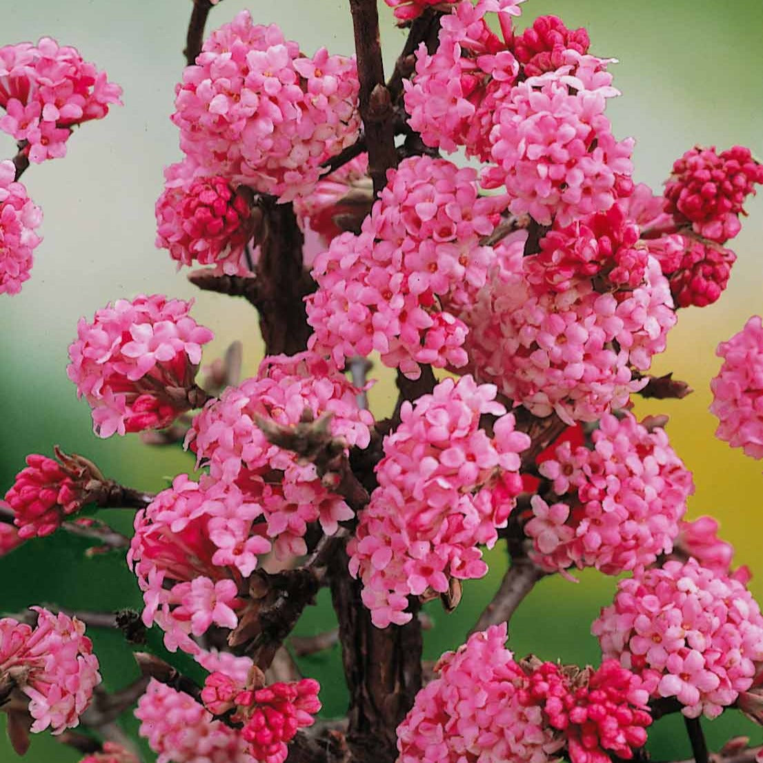 Viornes - Viorne d'hiver 'Dawn' - Viburnum bodnantense Dawn