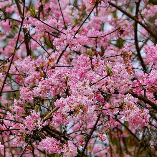 Bakker - Viorne d'hiver 'Dawn' - Viburnum bodnantense dawn - Arbustes