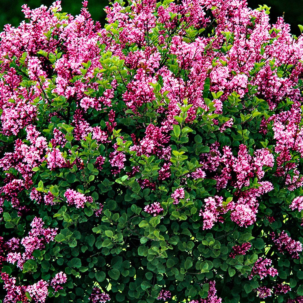 Syringa meyeri palibin - Lilas nain 'Palibin' sur tige - Arbustes fleuris