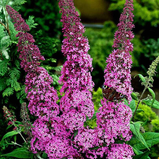 Arbre aux papillons 'Pink Delight' - Arbre à papillons - Buddleja