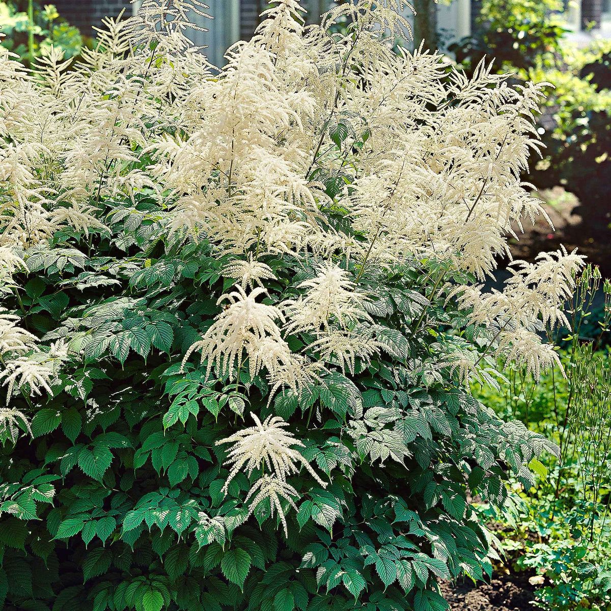 Aruncus dioicus - Barbe de bouc dioïques - Racines nues