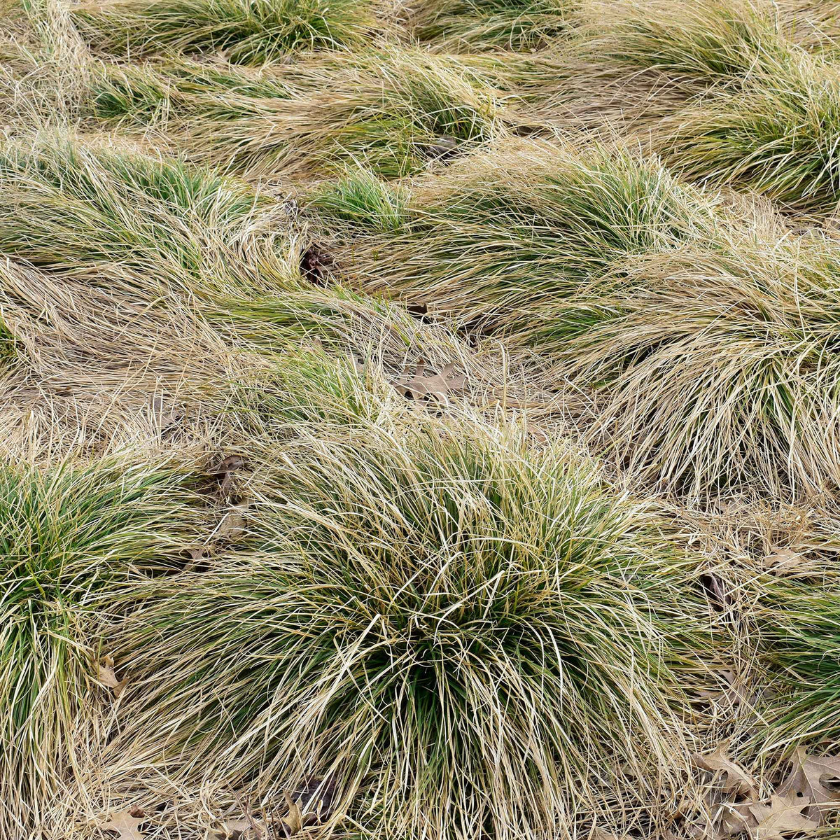 Carex comans frosted curls - Laîche échevelée 'Frosted Curls' - Carex