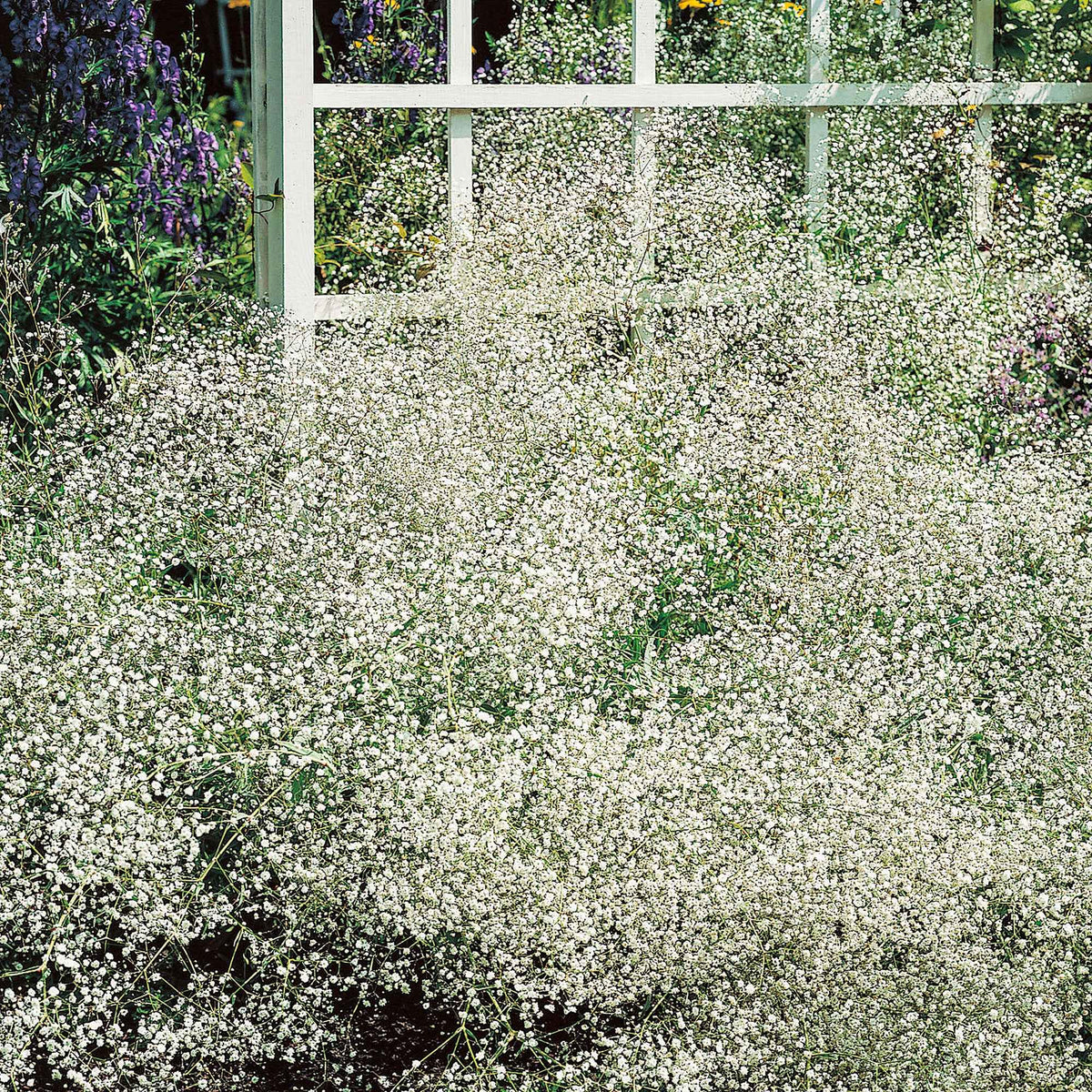 Gypsophile - 3 Gypsophiles blanche - Gypsophila paniculata