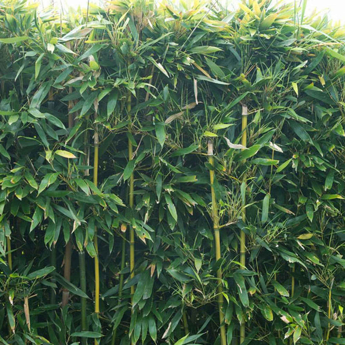 Bambou - Bambou traçant à chaumes verts - Phyllostachys bissetii