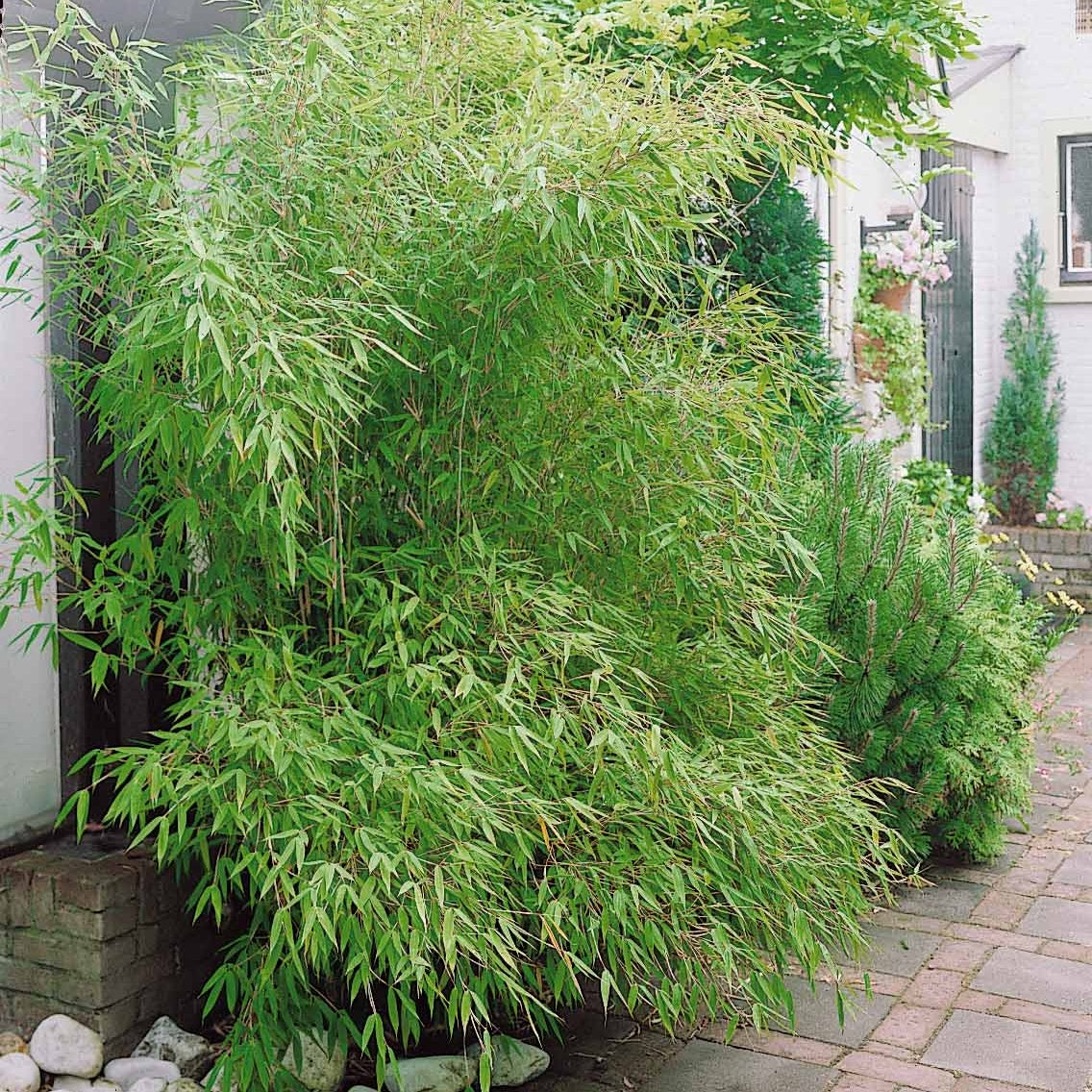 Vente Bambou traçant à chaumes verts