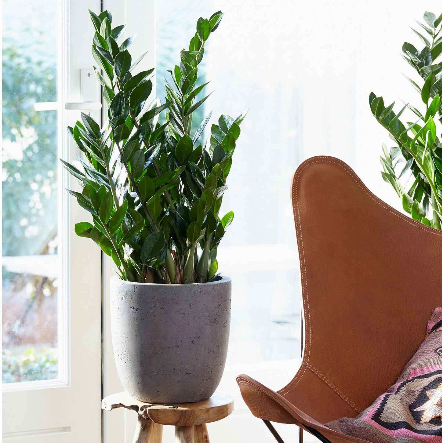 Zamioculcas zamiifolia - Zamioculcas - Palmiers d'intérieur