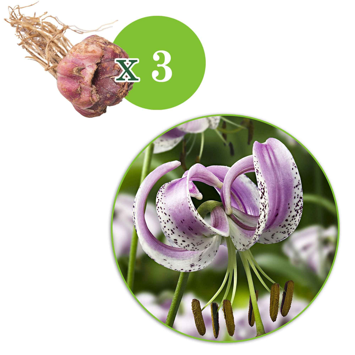 3 Lis lankongense - Lilium lankongense - Bakker