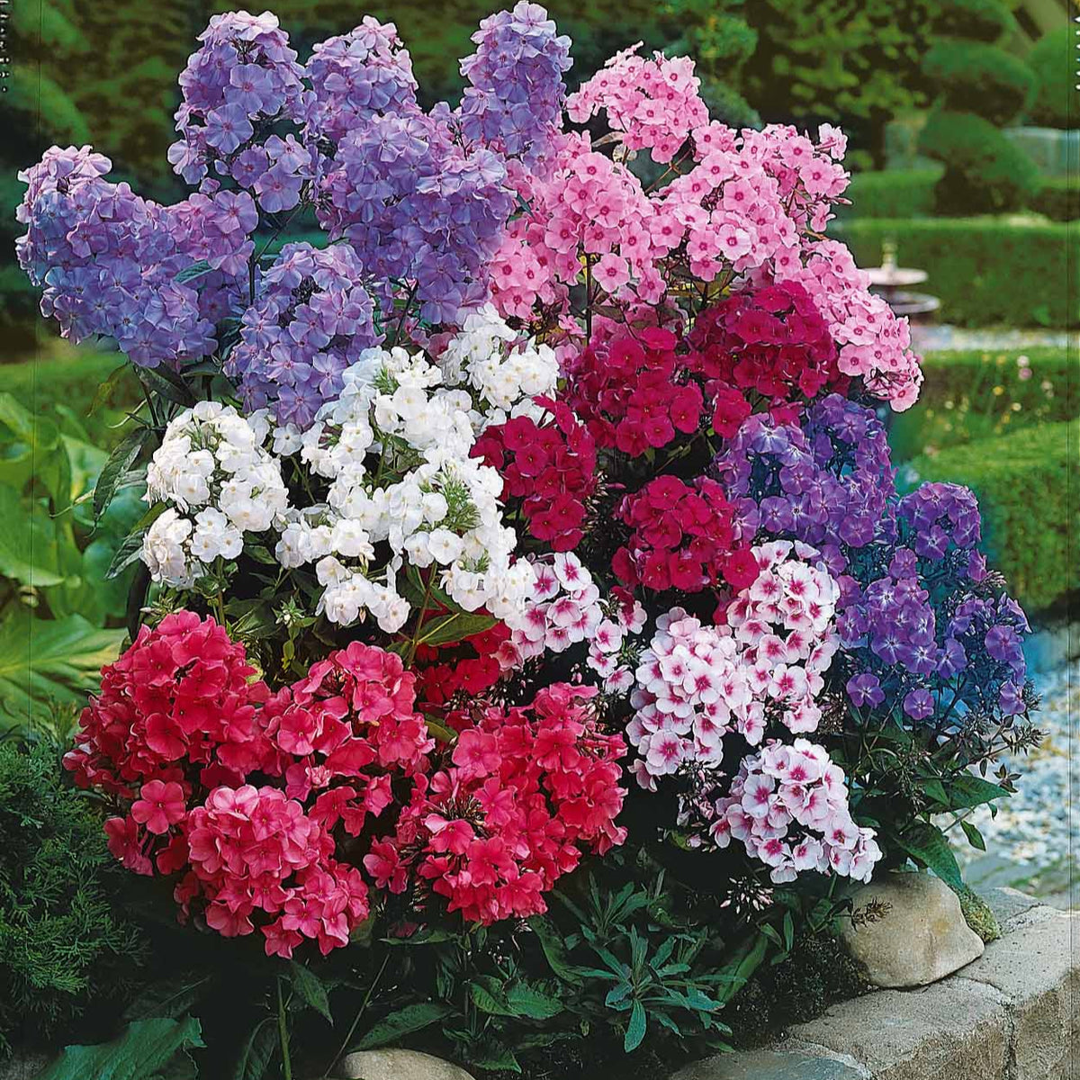 Phlox - 5 Phlox paniculata en mélange - Phlox paniculata