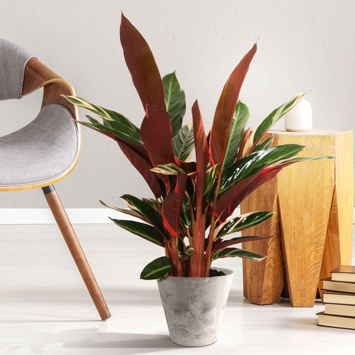 Calathea Stromanthe 'Triostar' - Bakker