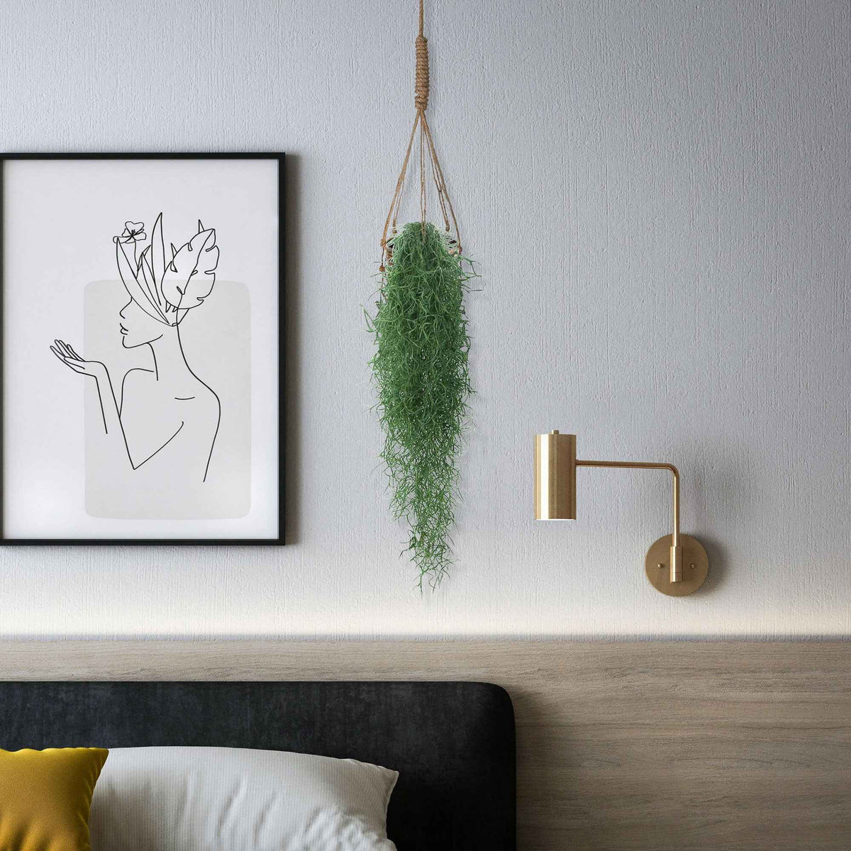 Tillandsia usneoides - Bromélia Tillandsia usneoides - Plante suspendue - Plantes vertes d'intérieur