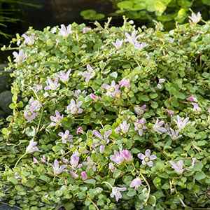 Mouron délicat - Bakker