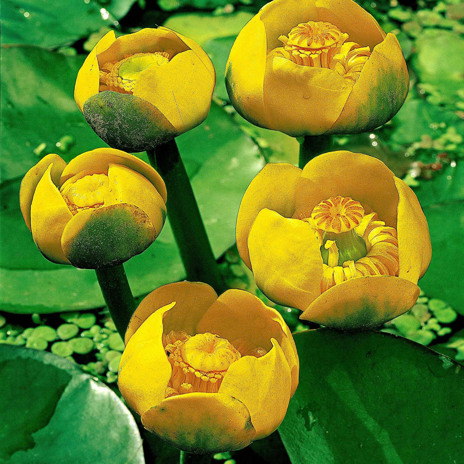Nénuphar commun - Nuphar lutea - Bakker