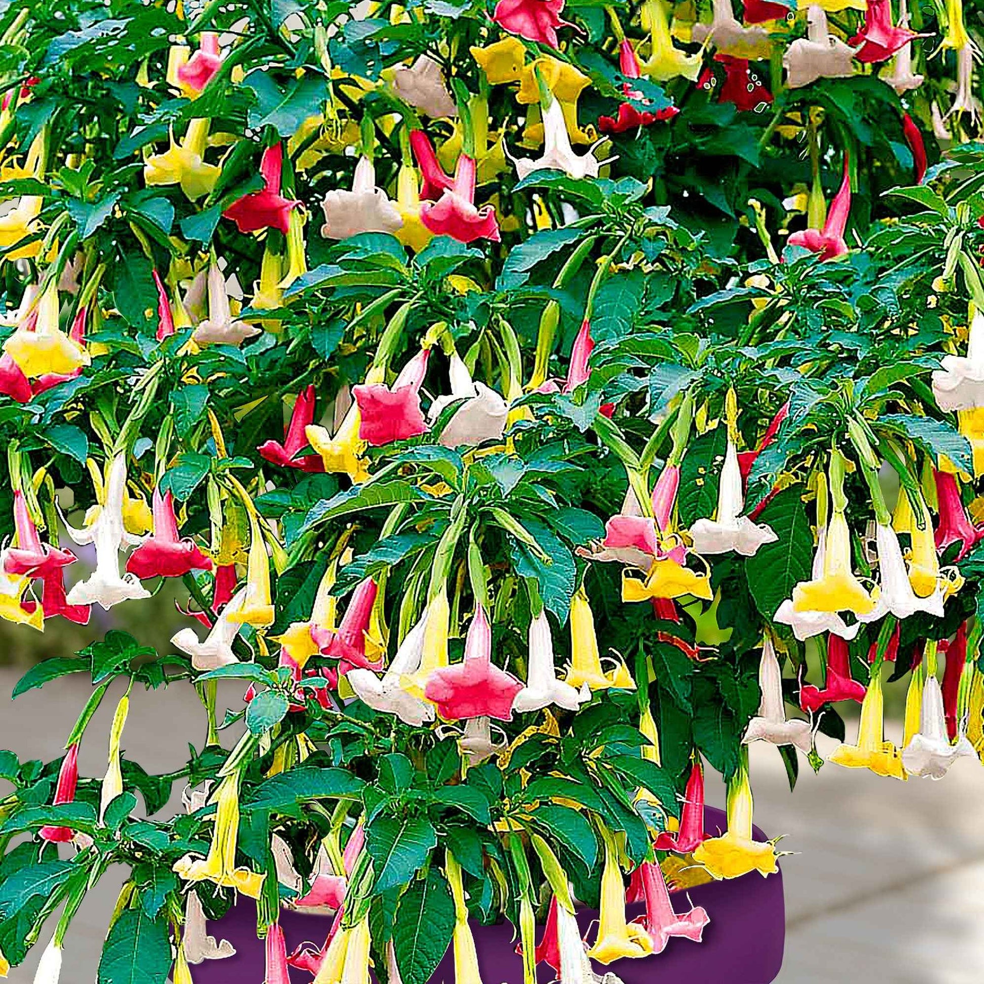 Trompette des anges 'Tricolor' - Brugmansia - Bakker