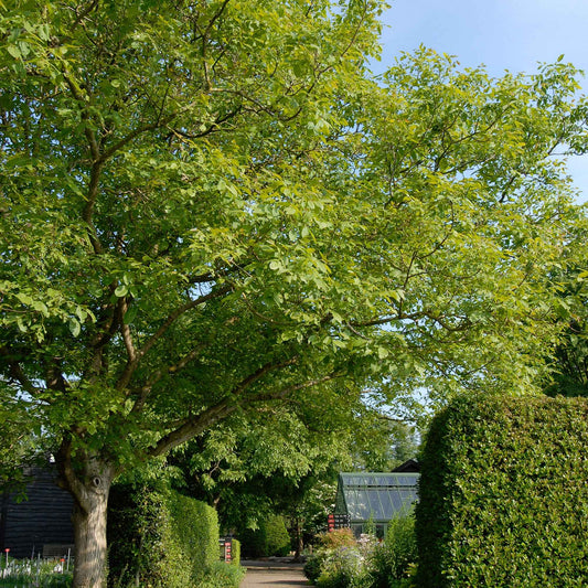 Noyer Commun - Bakker