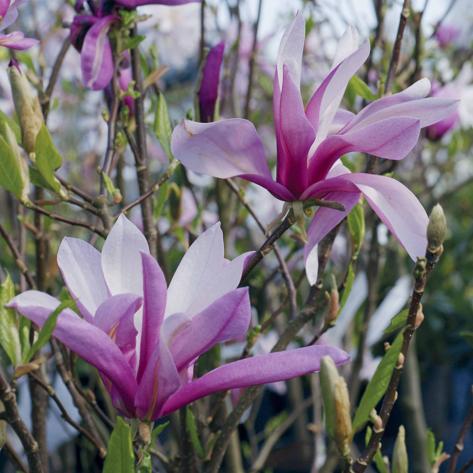 Magnolia de Soulange - Magnolia - Bakker
