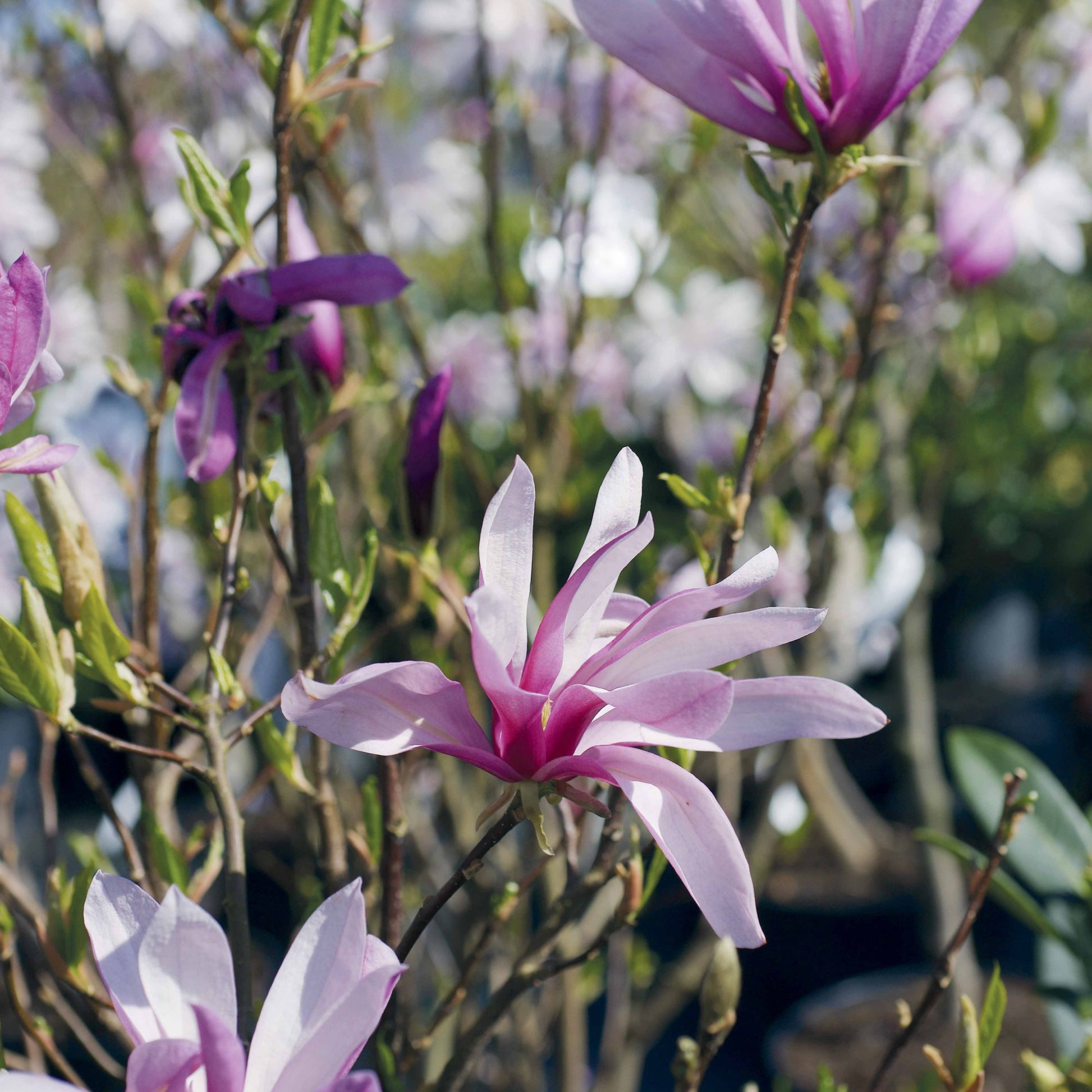 Vente Magnolia de Soulange