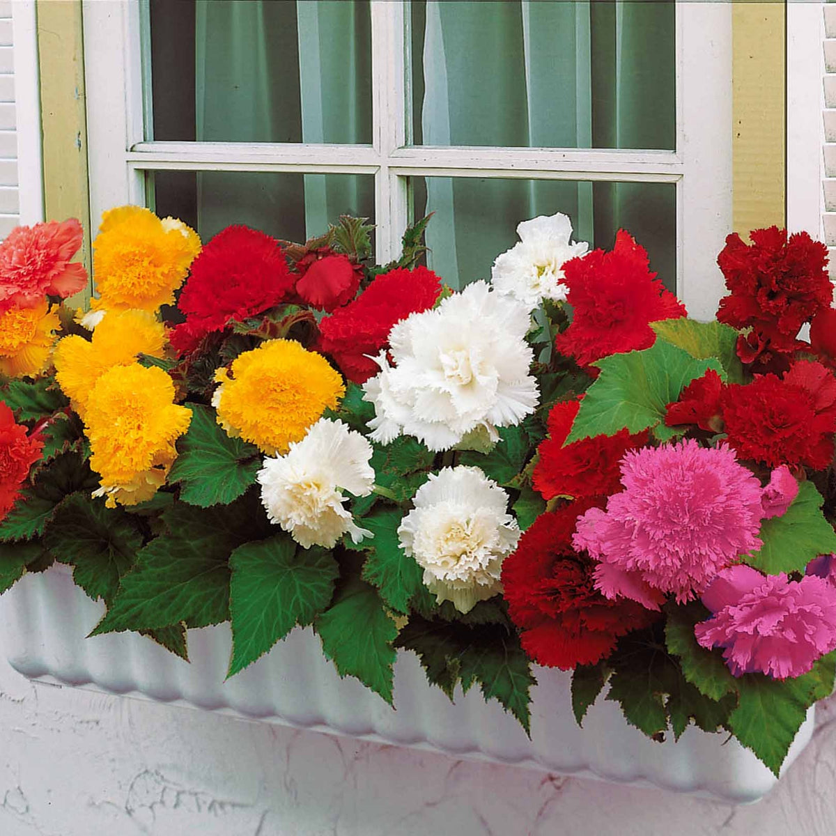 Begonia fimbriata - 10 Bégonias frangés en mélange - Bulbes de Bégonia