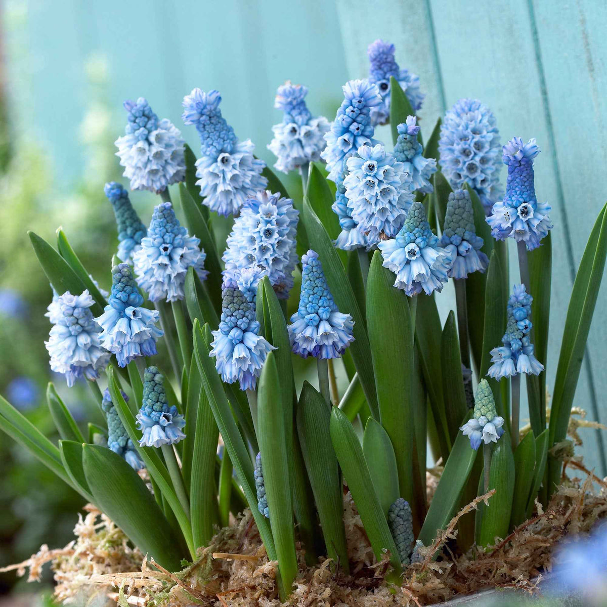 15 Muscaris azuré - Pseudomuscari azureum - Bakker