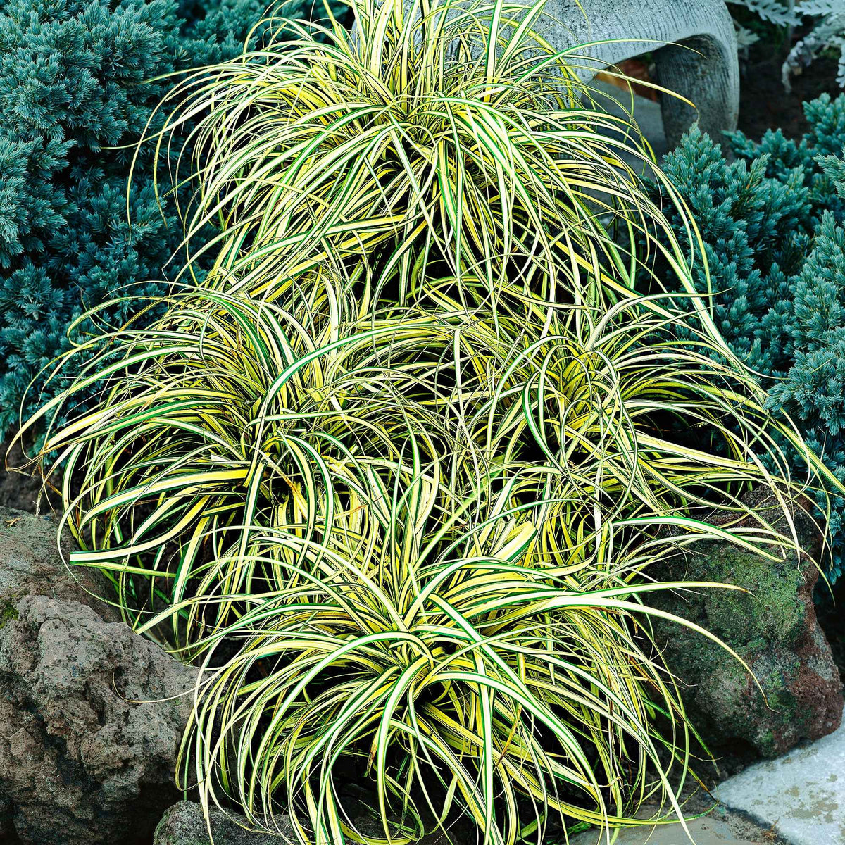 Laîche d'Oshima 'Evergold' - Carex oshimensis evergold - Bakker