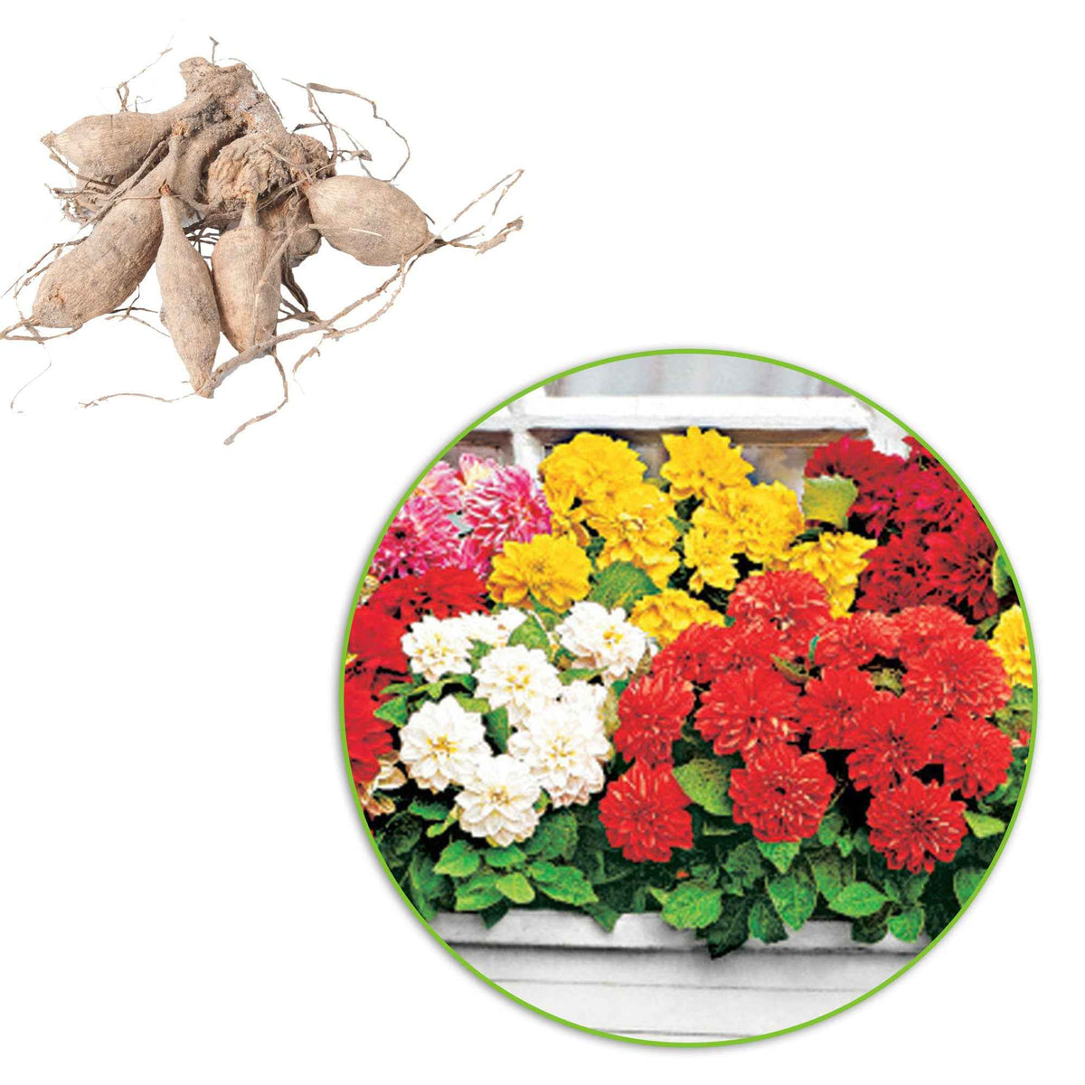 Bulbes de Dahlia - 5 Dahlias nains (rouge, rose, blanc, orange, jaune) - Dahlia GO GO