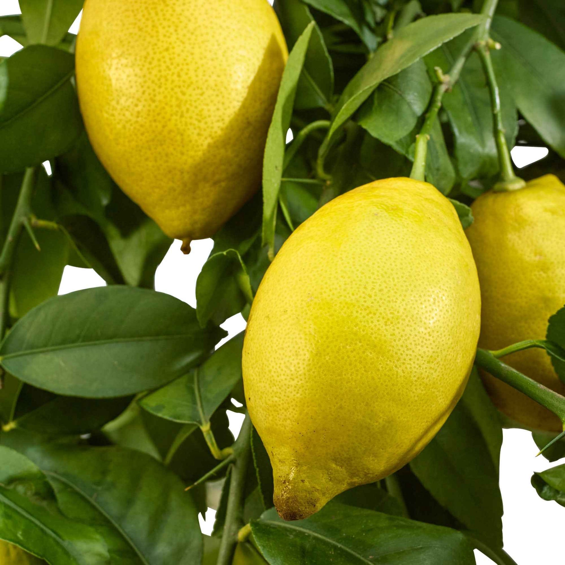 Citronnier des 4 saisons - Citrus limon vulcan - Bakker