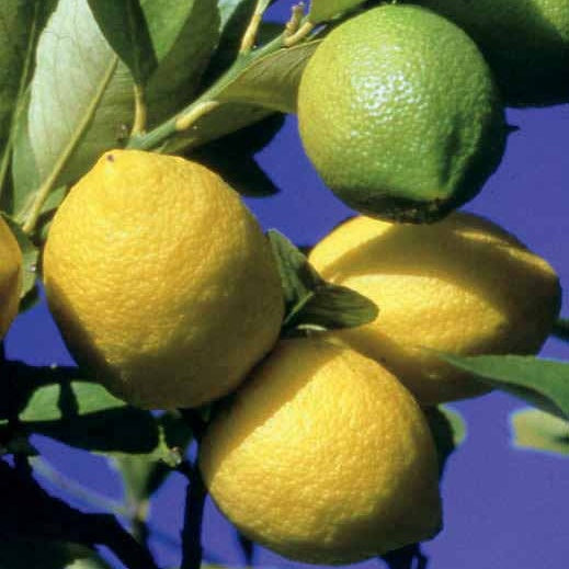 Citrus limon vulcan - Citronnier des 4 saisons - Citronniers