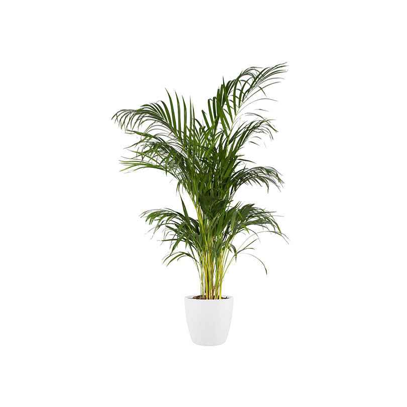 Vente Elho Pot Brussels rond blanc -