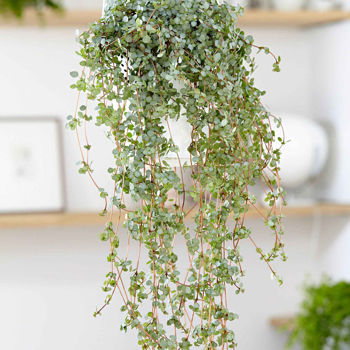 Plante à monnaie chinoise Pilea glaucophylla avec pot suspendu en plastique - Plante suspendue - Bakker