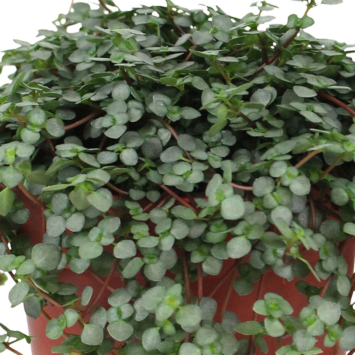 Plante à monnaie chinoise Pilea glaucophylla avec pot suspendu en plastique - Plante suspendue - Pilea glaucophylla - Bakker