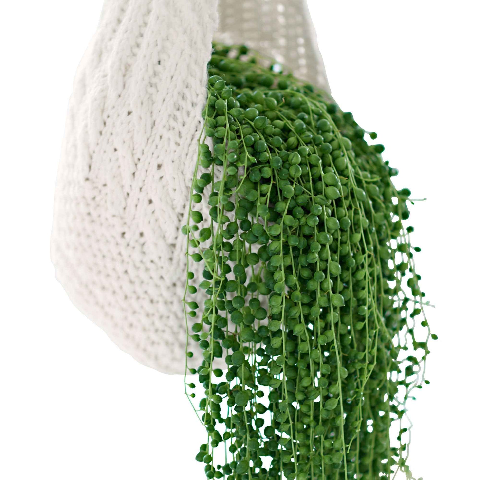 Plante collier de perles Senecio rowleyanus avec pot suspendu en plastique  - Plante suspendue - Plantes d'intérieur : les tendances actuelles