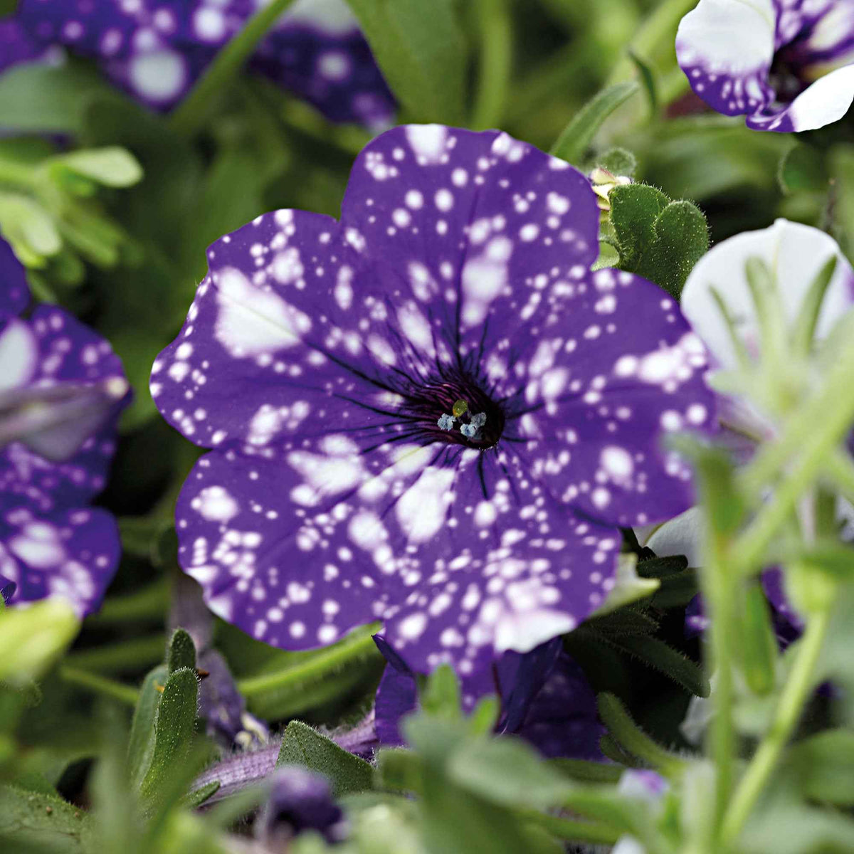 Petunia Nightsky - 3 Pétunias mouchetés Nuit étoilée - Petunia et Calibrachoa