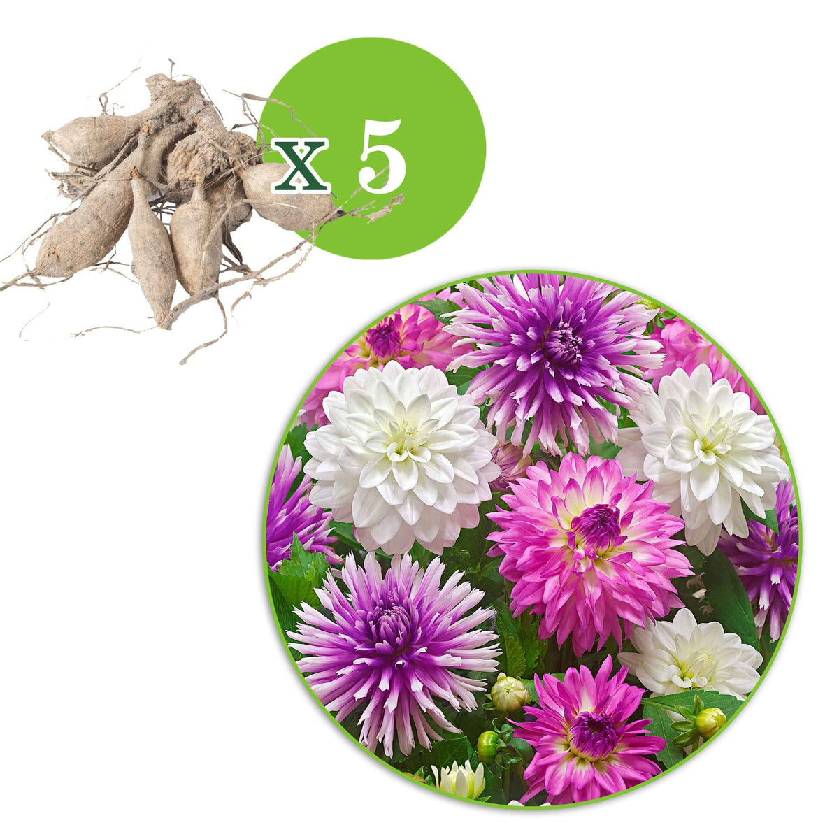 Dahlia 'White Onesta', 'Le Baron', 'Onesta' - 5 Dahlias All Summer Long en mélange - Bulbes de Dahlia