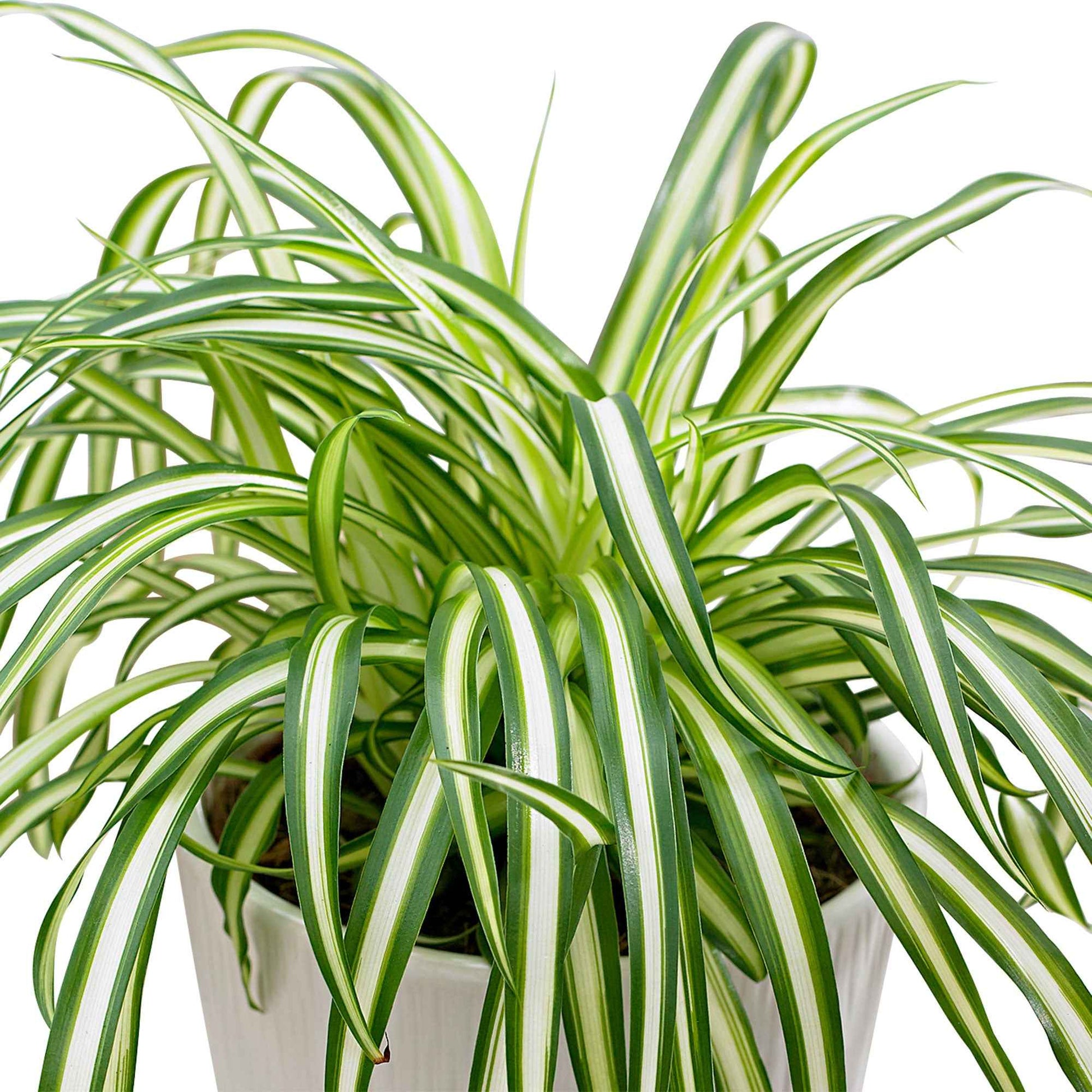 Chlorophytum 'Atlantic' - Chlorophytum comosum atlantic - Bakker