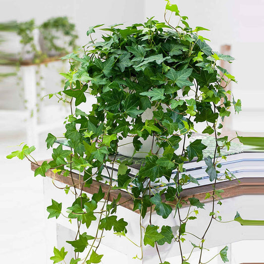Lierre grimpant Hedera 'Pittsburgh'  - Plante suspendue - Bakker