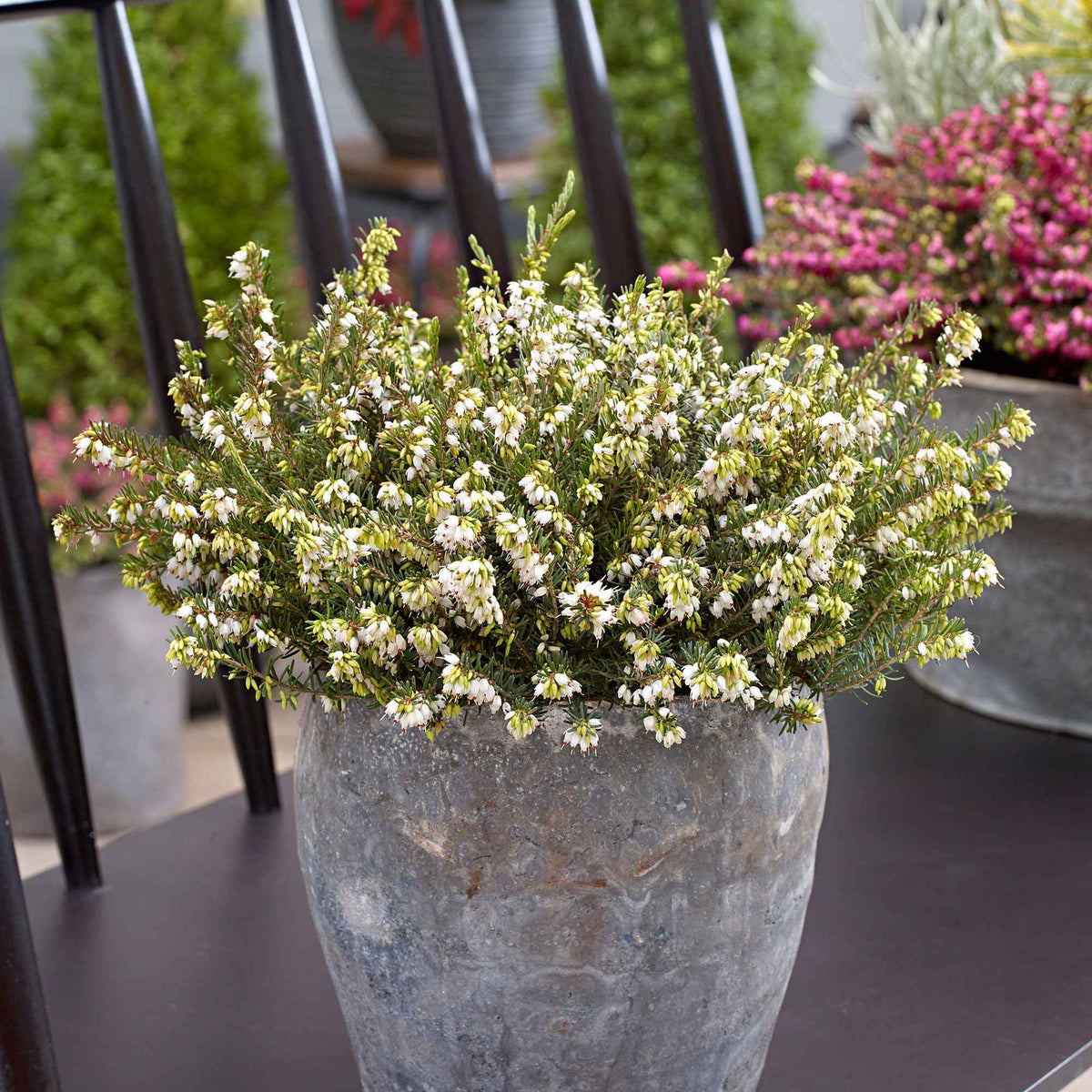 Bruyère d'hiver 'White Perfection' - Bakker