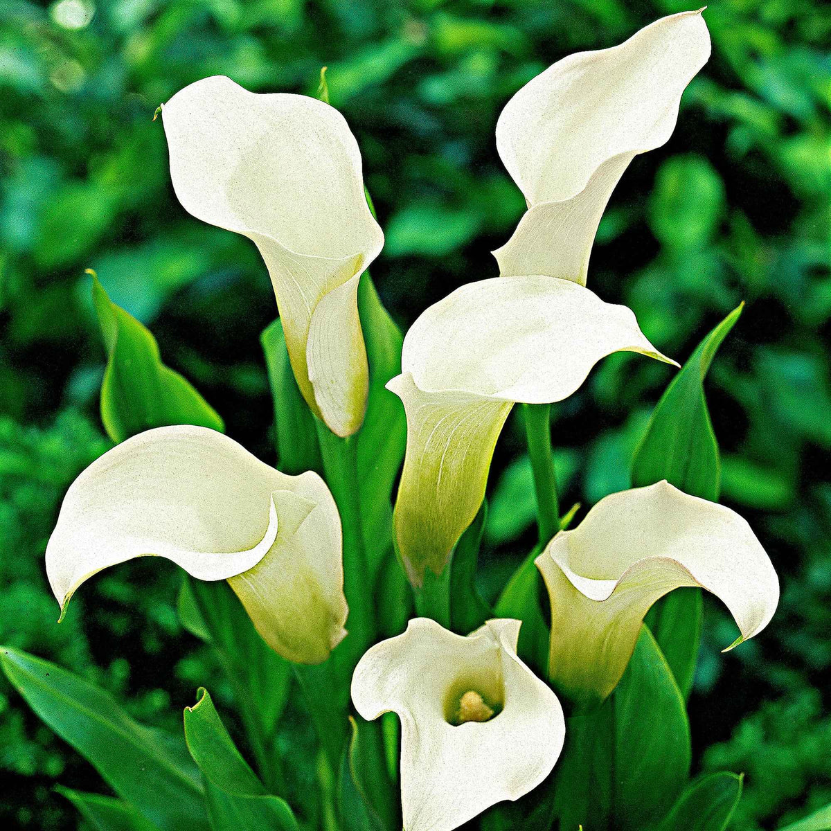 2 Arums à taches blanches - Zantedeschia albomaculata - Bakker