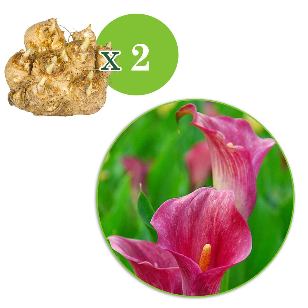 Bulbes d'Arum - 2 Arums rose - Zantedeschia rehmannii