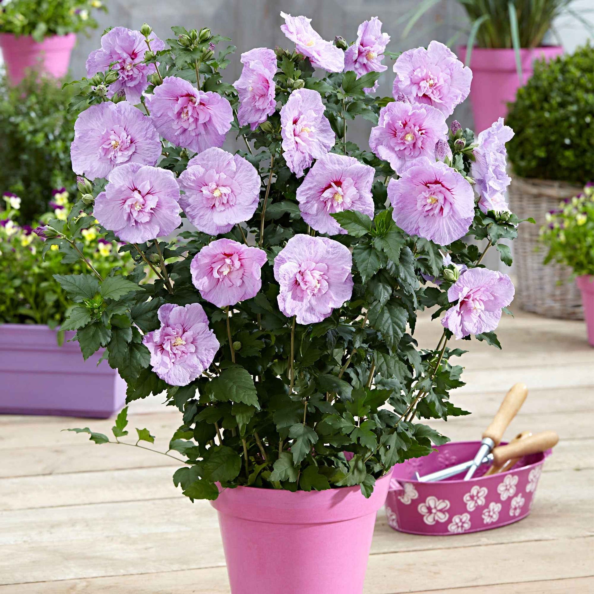 Hibiscus de Syrie 'Lavender Chiffon' - Arbustes